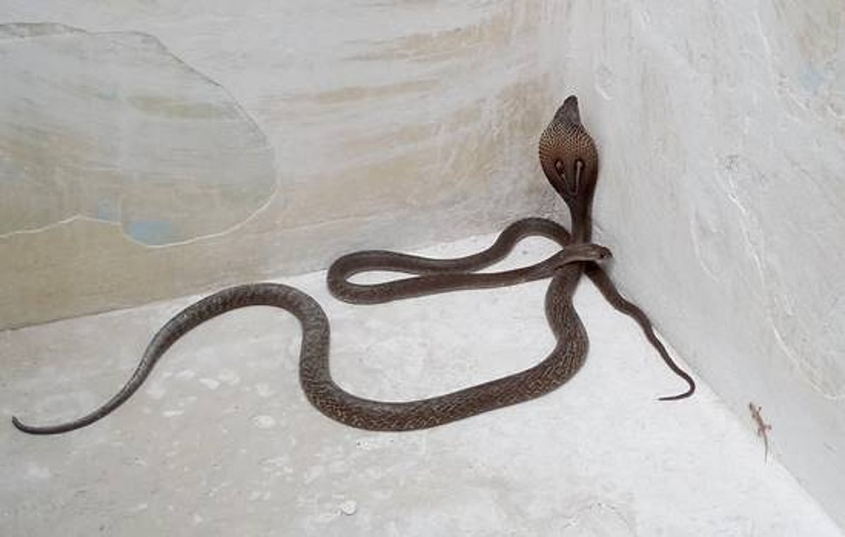 பழனியில் வீட்டில் புகுந்த கோதுமை நாகங்கள் பிடிபட்டது